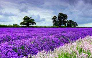 被99tk图库诱导下载后怎么办？手机自检的3个步骤：一句话：先停手再处理